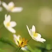 はるの画像