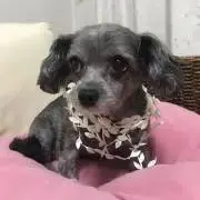 ビビ子の画像