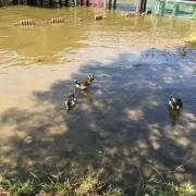 ショウゴ