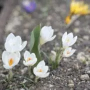 crocus33の画像