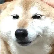 リキの画像