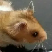ここあ