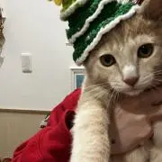 しゃけの画像