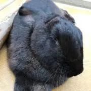 Nanの画像