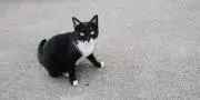 simanekoの画像