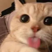 hshaの画像