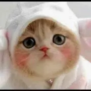 ぴっちき