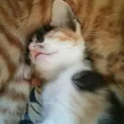 ゆきんこママ