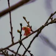レイの画像