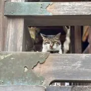 柴わんこの画像