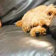 ま るの画像