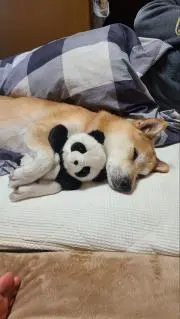 Riekohの画像