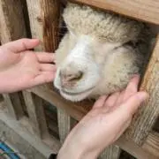 まるまるまるこ