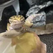 はちゅるいの画像