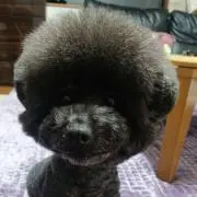 摩娑