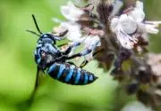 Blue bee ∞の画像