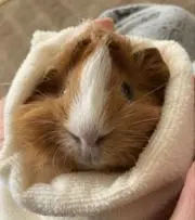 チッタ
