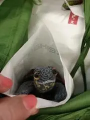あやたの画像