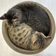ともきっつぁんの画像
