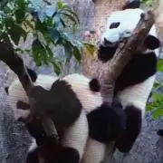 はなちゃんの画像