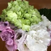 パニーニの画像