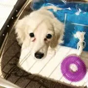 CHOPIの画像