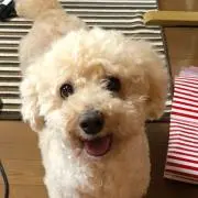 pipicoの画像
