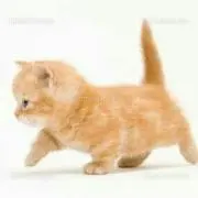 マンチカン