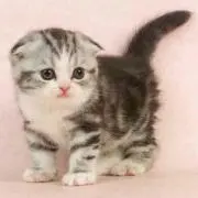めろこの画像