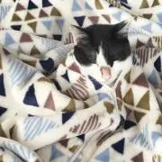 きのさん