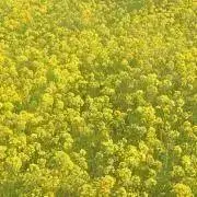 ひまわり