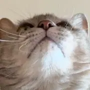 まさおの画像