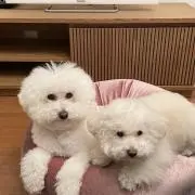 マシュマロ