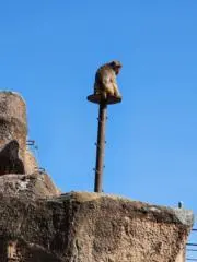 渡辺