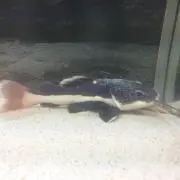 ねこプロフ必読