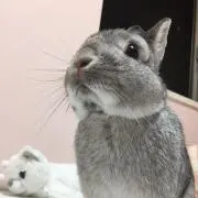 うさこの画像