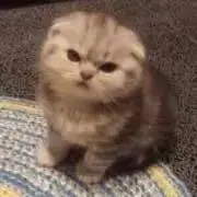 zuの画像