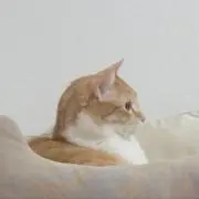 たけのこを訪ねての画像