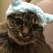 ネコの画像