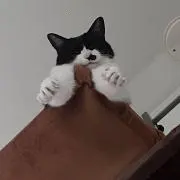 かじゅにゃん（プロフ要確認お願いします）の画像