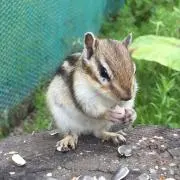 はちかりの画像