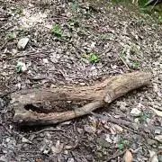 ぽぽる