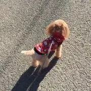 花鹿の画像
