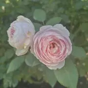 紗月の画像