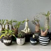 ＊＊＊の画像
