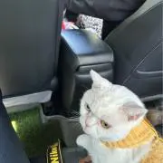 Lの画像