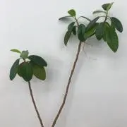 chipの画像