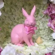 hakuの画像