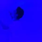 Bonobonoboの画像
