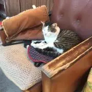 ちょーちゃんの画像